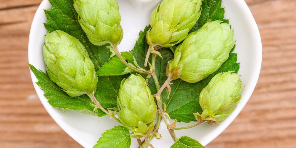 Hopfen in weier, herzfrmiger Schale auf Holztisch