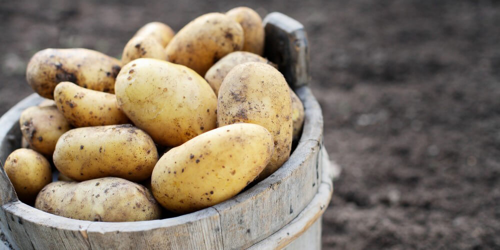 Frisch geerntete Kartoffeln mit Erde in Holzeimer auf Kartoffelfeld