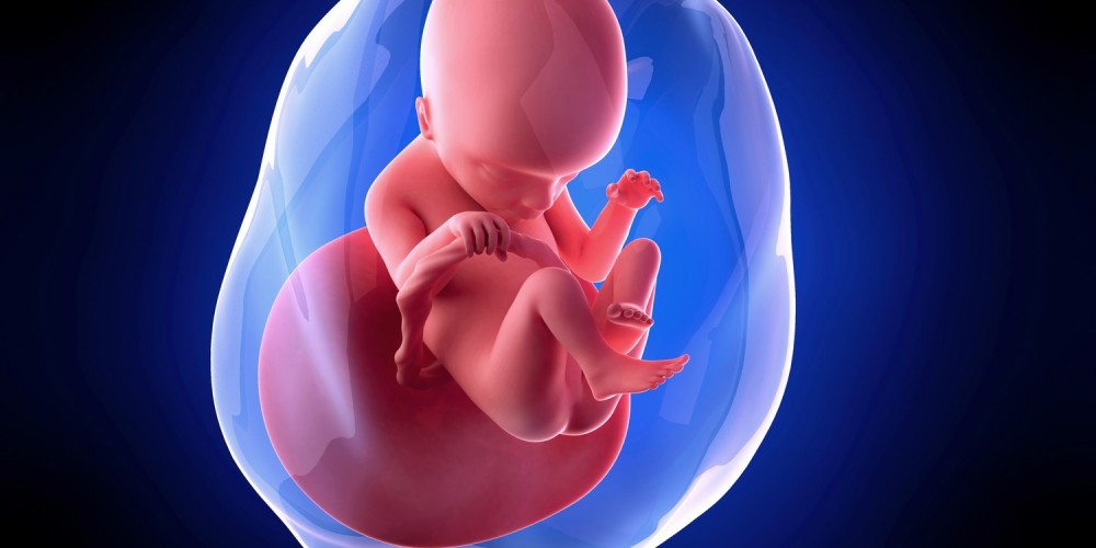 Blaue 3-D-Grafik eines Embryos in der 18. Schwangerschaftswoche (18. SSW)