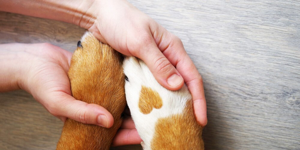 Hände umfassen zwei Hundepfoten mit braun-weißem Fell, auf einer Pfote ist ein braunes Herz zu sehen
