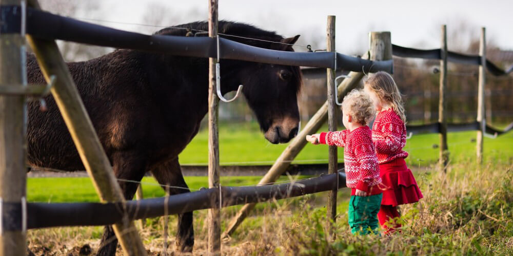 Zwei kleine M�dchen f�ttern ein Pferd am Zaun auf einer Farm