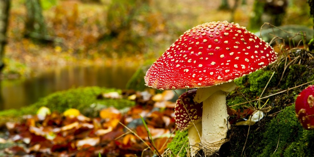 Giftiger Knollenbltterpilz im Wald