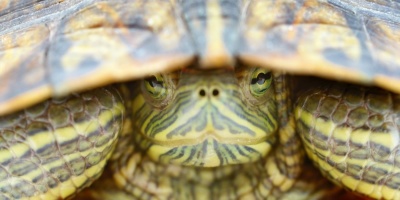 Namen aus Teenage Mutant Ninja Turtles