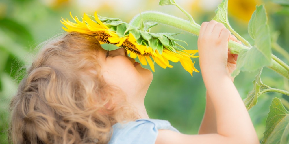 Lächelndes Mädchen hält große Sonnenblume runter an sein Gesicht und riecht daran